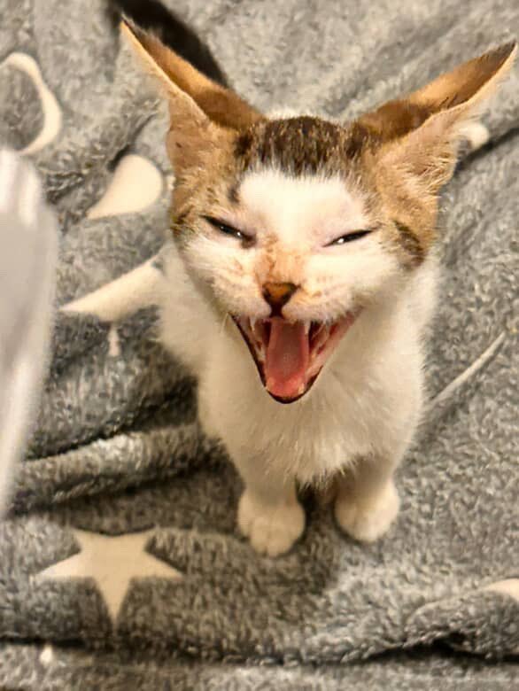 iVoidv's tweet image. First stream back was fun thx to those popping in for real
 ( Here is my kitty 4fun)