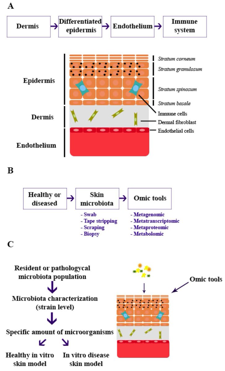 MDPIBiologySubj's tweet image. Alternatives Integrating Omics Approaches for the Advancement of Human Skin Models: A Focus on #Metagenomics, #Metatranscriptomics, and #Metaproteomics

💡📖 Full Text → mdpi.com/3425500

#OmicsApproaches 
#SkinModels
#Proteomics 
#HumanHealth 
#Microbiome