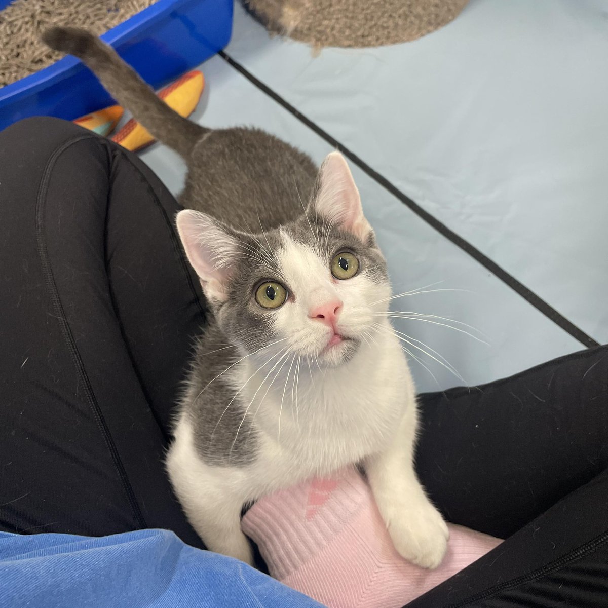 📍 SF BAY AREA

STAMPS and ENVELOPE are our next bonded pair hoping to be adopted together!

Stamps (male) is a confident, loving lap kitten. Envelope (female) is shy initially but once she warms up to you, she is the sweetest girl ever and loves belly rubs! They purr so loudly!