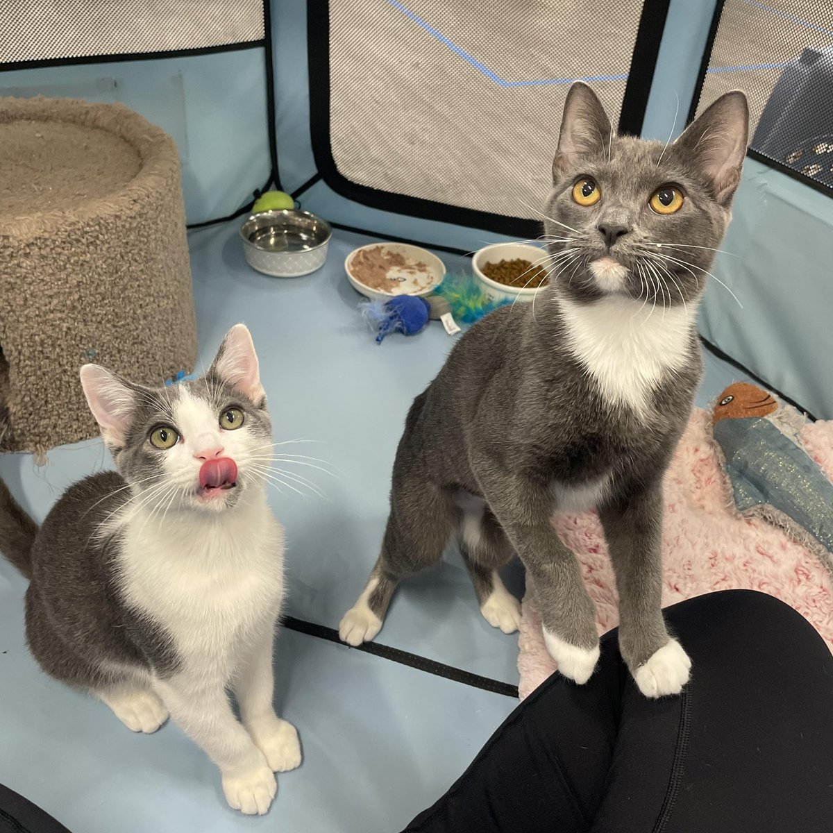 feederofcats's tweet image. 📍 SF BAY AREA

STAMPS and ENVELOPE are our next bonded pair hoping to be adopted together!

Stamps (male) is a confident, loving lap kitten. Envelope (female) is shy initially but once she warms up to you, she is the sweetest girl ever and loves belly rubs! They purr so loudly!