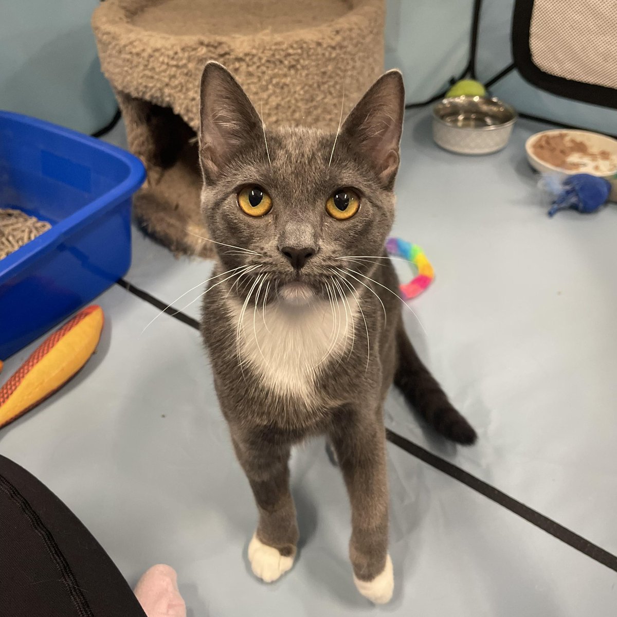 feederofcats's tweet image. 📍 SF BAY AREA

STAMPS and ENVELOPE are our next bonded pair hoping to be adopted together!

Stamps (male) is a confident, loving lap kitten. Envelope (female) is shy initially but once she warms up to you, she is the sweetest girl ever and loves belly rubs! They purr so loudly!