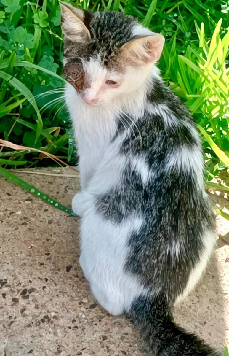 unonlus's tweet photo. #Lulù #cercafamiglia
Circa 3 mesi e mezzo 
Si trova a Palermo ma per una buona adozione arriva anche al nord con staffetta autorizzata a carico dell'adottante  
🙏🏻🙏🏻🆘️🆘️
Per info mandare un messaggio whatsapp con presentazione al 392 6145912 Tiziana
#marj https://t.co/fWZcSKXv2o