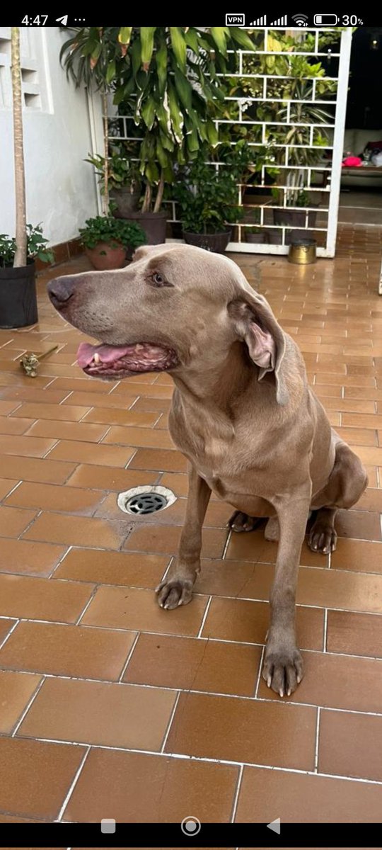 gracon27's tweet image. #Caracas
#Horizonte
#ElMarques
🚨🚨🚨SE BUSCA🚨🚨🚨
Se llama Plomo y se perdió el día miércoles en la Urb Horizonte. Su familia lo está buscando🐶🥹❤️❤️❤️
Favor difundir🙏🏻🙏🏻🙏🏻
Gracias🇻🇪🤗
04140175068 📱⬅️