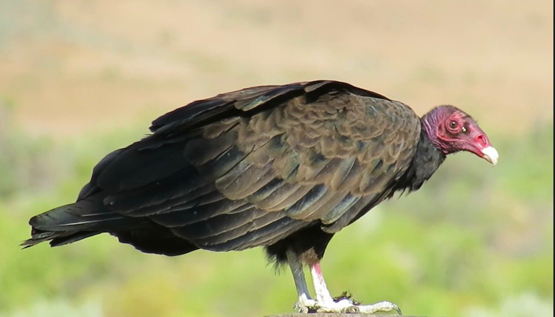 Vultures are among the most overlooked and maligned creatures on Earth. Their disappearance is unraveling ecosystems, spreading disease, and leaving holes in the fabric of life. On #VultureAwarenessDay (9/6), remember: without them, the world rots faster.