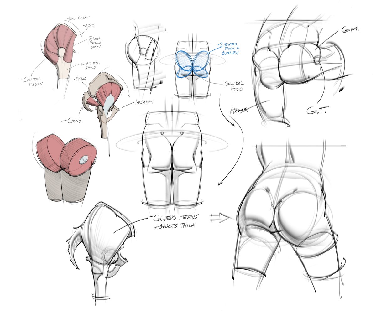 Anatomy sketches and studies of the pelvis and glutes! From watching <a href="/prokotv/">Proko</a> YouTube channel! #drawing #doodles #glutes #legs #anatomy #humananatomy #figuredrawing #gesturedrawing #lineart #gottogetbetter #lowerback #posteriorchain