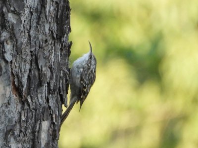 Fernando Lisón tweet media