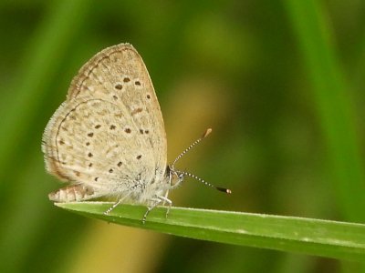 Fernando Lisón tweet media