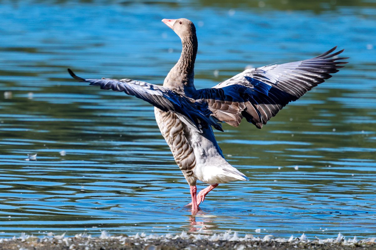 Gęgawa.

Majestat🙂

Anser anser.