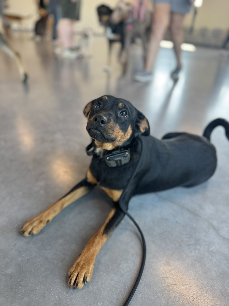 Lola got to join group class this morning!