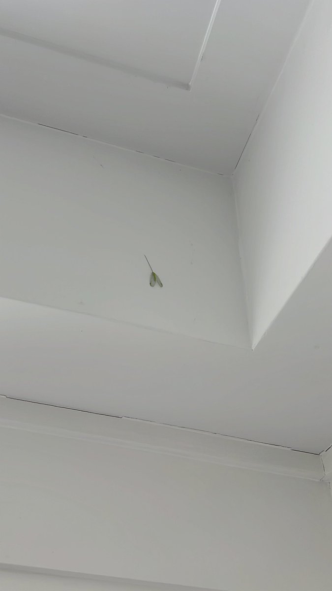 i sent this crappy photo to grok asking what type of bug it is. i mentioned long antenna and a green body. it noticed the translucent wings and identified the bug properly. we live in incredible times!