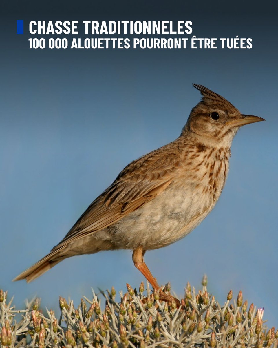 #ChasseTraditionnelles
🐦 Le gouvernement autorise le massacre de 100 000 alouettes aux filets !
🐾 C'est un véritable coup de poignard porté à la biodiversité française. Malgré les critiques unanimes des associations de protection animale, le gouvernement vient d'autoriser la