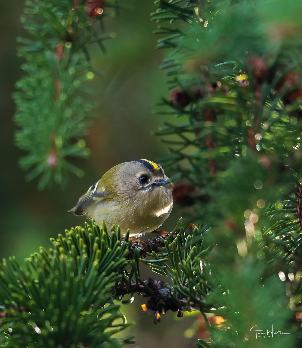 Tony’s Photos ….🍂🍁 tweet media