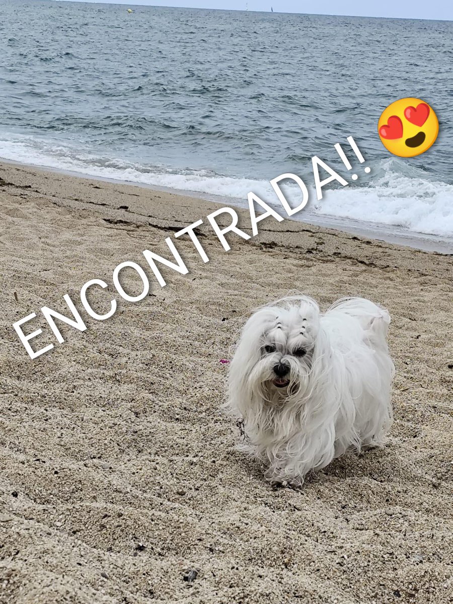 ⚠️ACTUALIZACIÓN⚠️
La perrita secuestrada en #Badalona, ha sido encontrada 🤩
Gracias a tod@s por la difusión 👏👏👏
#XarxaBarcelonaTrobats
#FemXarxa