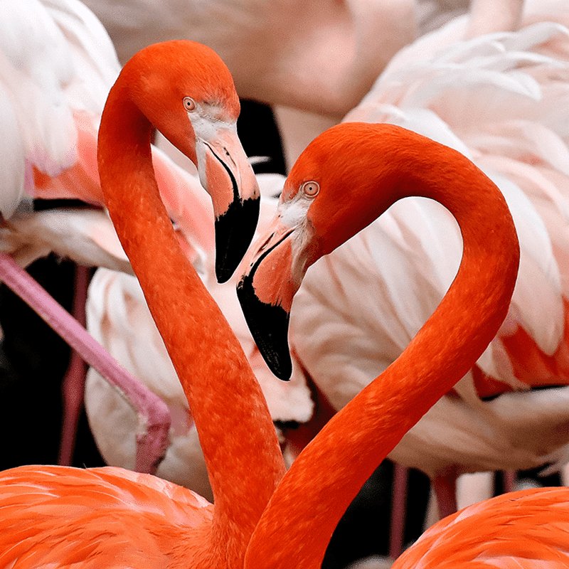 Flamingos thrive in pristine wetlands where clean air &amp; clear water sustain their vibrant pink beauty. These birds remind us how fresh air supports entire ecosystems. Protecting the air we breathe safeguards the delicate balance of nature, allowing it all to flourish in harmony.