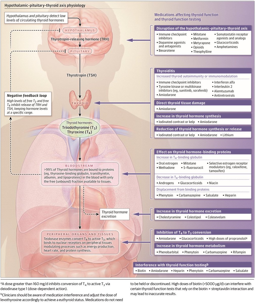 Medicamentos que afectan la función tiroidea o interfieren con las pruebas de función tiroidea:

JAMA 2025; DOI: 10.1001/jama.2025.13559