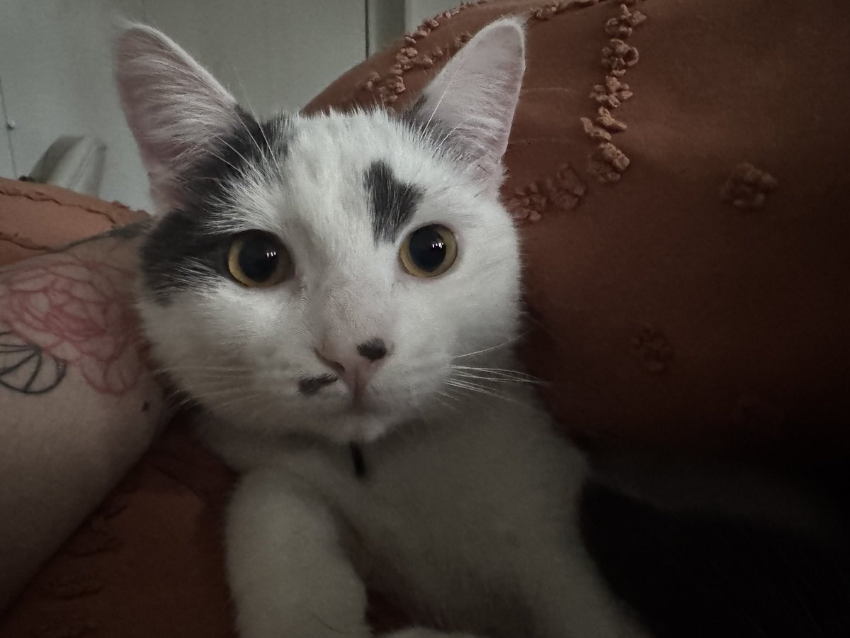 I can’t believe they’re one already 😭😭 very late post about it because I feel like they’re birthday is sometime in august but I love my boys so much 💕💕💕