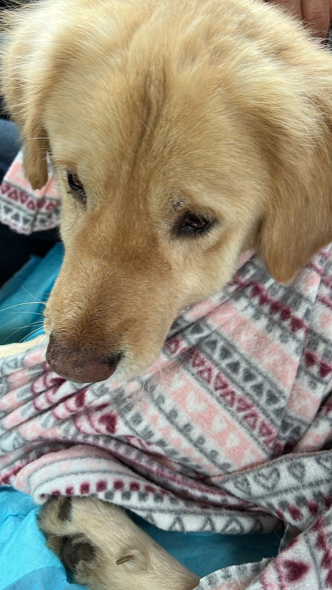 Muchas gracias a cada una de las personas que ayudaron para que estos dos bebés sean esterilizados 💜