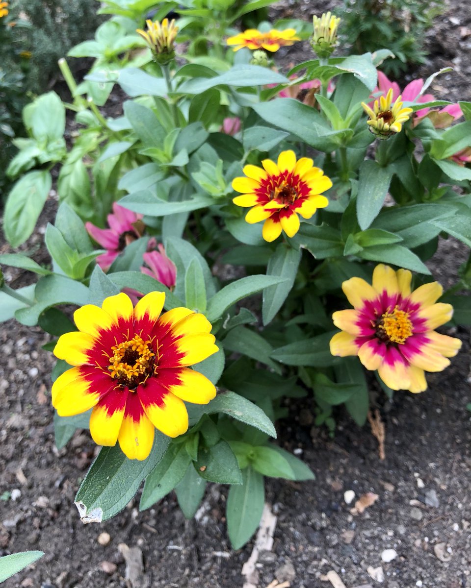 quinn_creme's tweet photo. A splash of color on a grey morning! https://t.co/nNT4oDeaD3