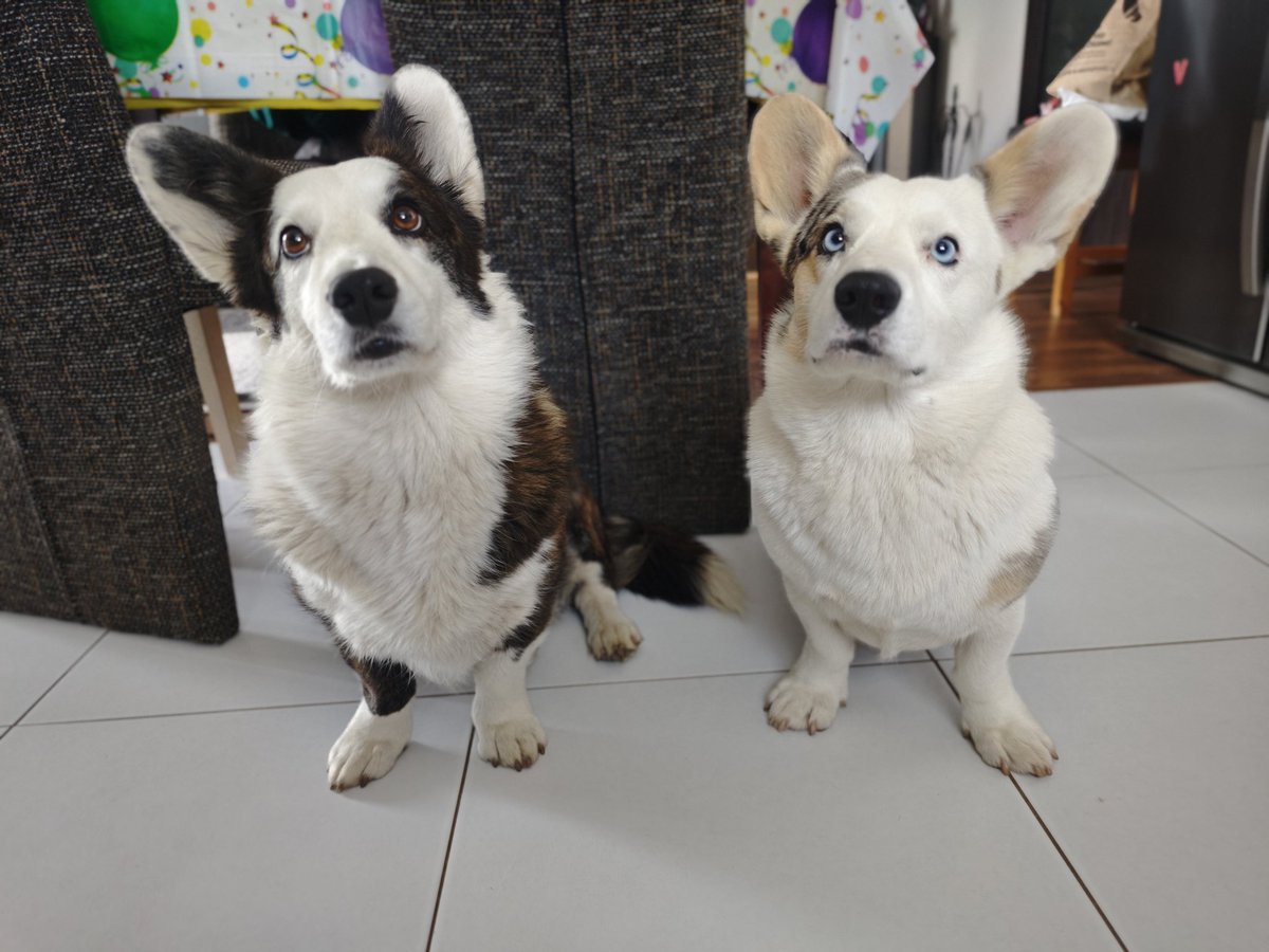 Jela jsem dneska na pracovní akci, cca 100km cesta jedním směrem, odpoledne navrat. Včera večer všechny děti, dvounohá i čtyřnohé, najednou začaly dělat, jako by mě viděly naposled 😬 dítě plakala, lišky se ke mně přilepily a olizovaly mě. Trochu mě poplašili, to vám povím.