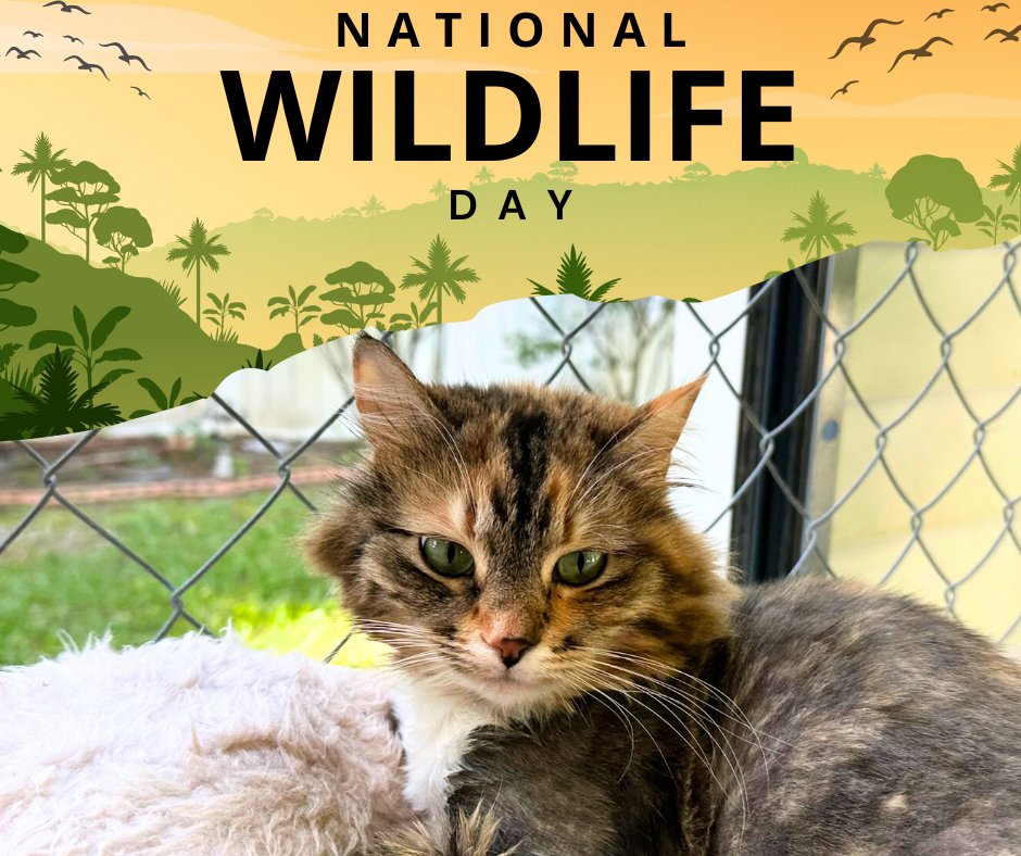 Happy #NationalWildlifeDay! 🐱 

Our house cats have wild hearts. Honor their spirit &amp; protect local birds by keeping them indoors or building a catio. A safe cat is a hero for wildlife!