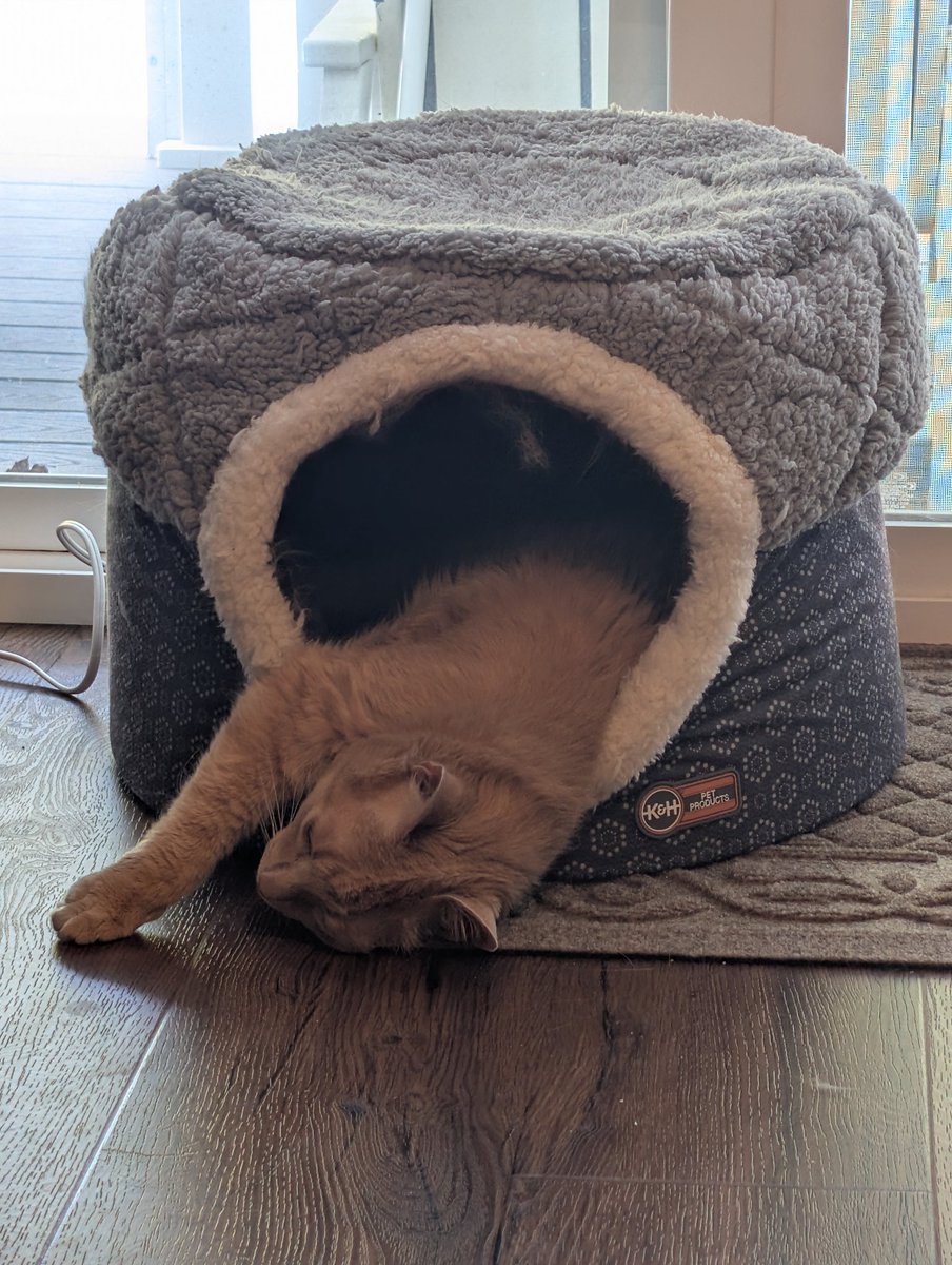 The epitome of a cat nap.