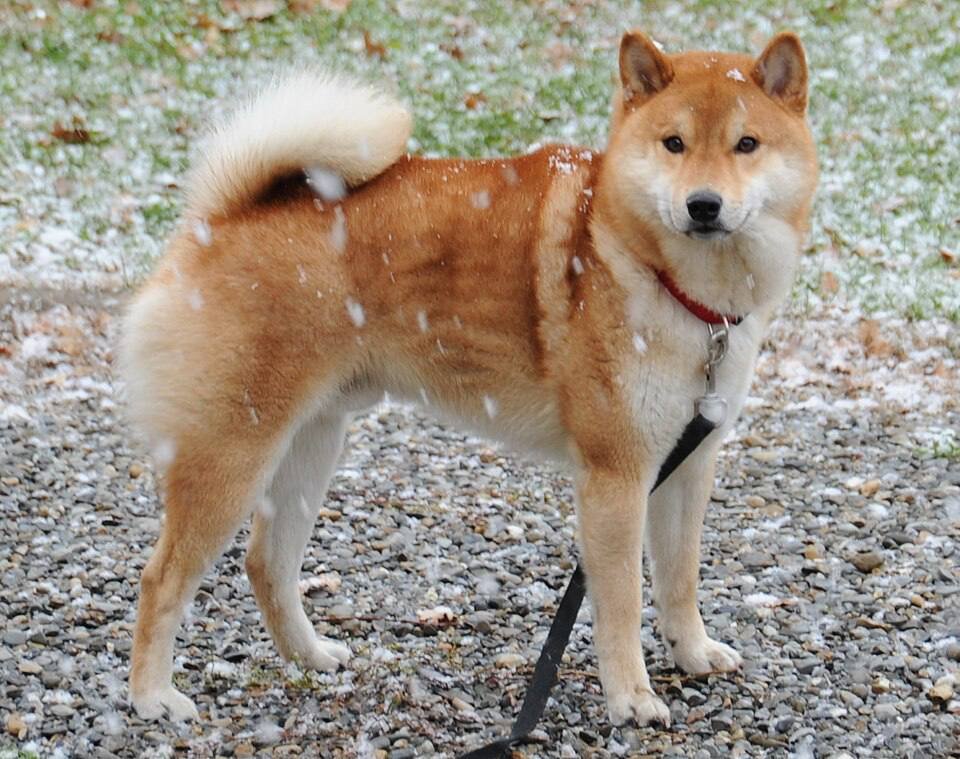 We are TAIKI. The dog who became the Face of Shib.