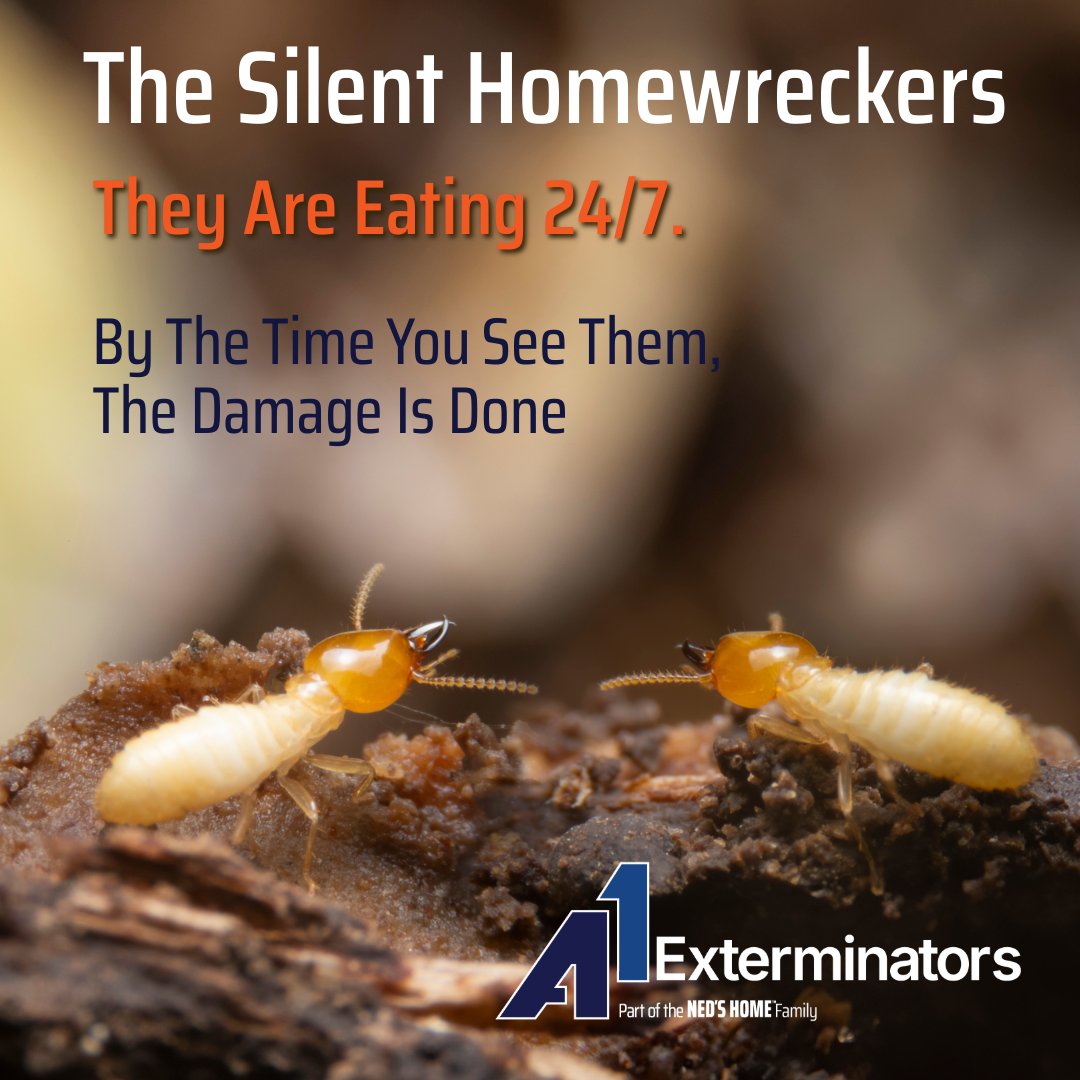 A1Exterminators's tweet image. 🪵 Termites work 24/7, silently damaging wood &amp;amp; walls. Look for hollow wood, mud tubes, or wings. 👉 Don’t wait—call (855) 601-0691 for a termite inspection! #A1exterminators #termitecontrol