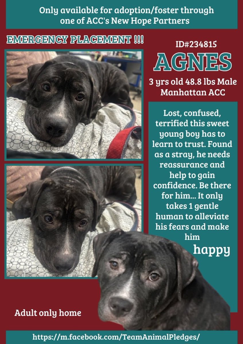 Samantha (@samj_jane) on Twitter photo 🆘 Kill Command 🆘 Agnes 3yrs 234815 #Macc
Found stray this poor boy is so scared all he needs is reassurance+gain trust from a loving kind person Pls help him Dm
<a href="/CathyPolicky/">Cathy Policky</a>
#Pledge4Rescue #FostersSaveLives #RescueOnly 🙏💔nycacc.app/browse/234815 🆘 Kill Command 🆘 Agnes 3yrs 234815 #Macc
Found stray this poor boy is so scared all he needs is reassurance+gain trust from a loving kind person Pls help him Dm
<a href="/CathyPolicky/">Cathy Policky</a>
#Pledge4Rescue #FostersSaveLives #RescueOnly 🙏💔nycacc.app/browse/234815