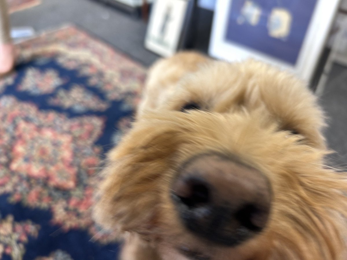 Can someone please tell me how this mutt knows when I ‘touch’ -not open-‘touch’ the cheese packet in the fridge when he is at the other end of the garden 🤦‍♀️