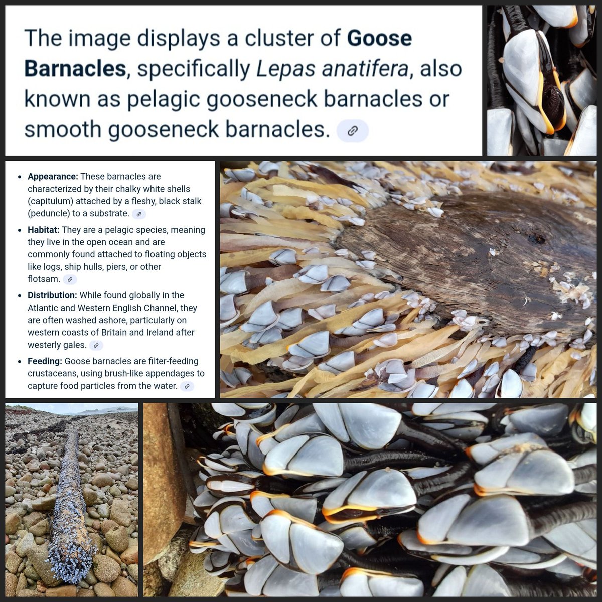 From a distance this looked like a great chunk of Iron. Turns out its a piece of wood covered in Goose barnacles, washed ashore on Bryher. 
Who knows an old ships mast from a long forgotten wreck, there's many a shipwreck around these Isles.