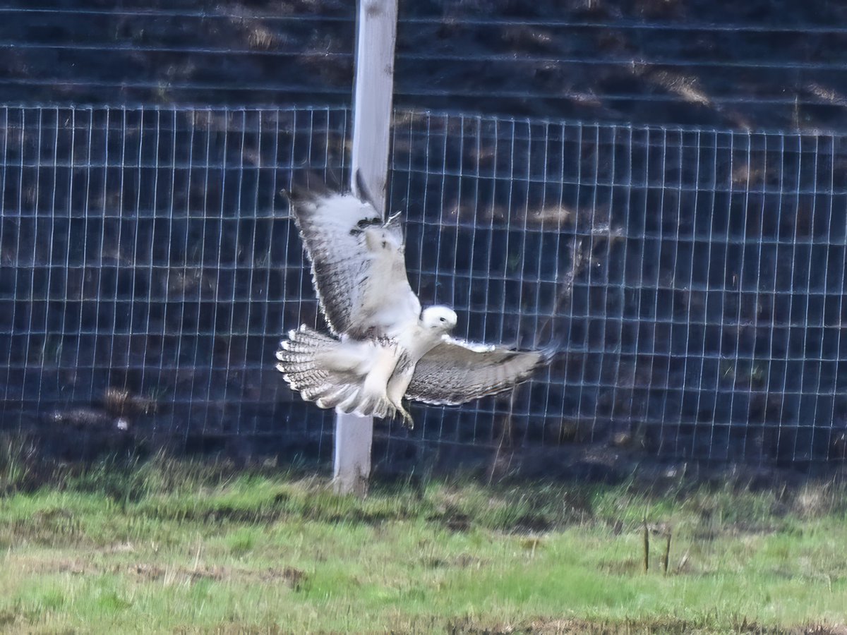 Frank Sengpiel 👨🏼‍🔬🧠🌵🦋🦉🦊🌺 tweet media