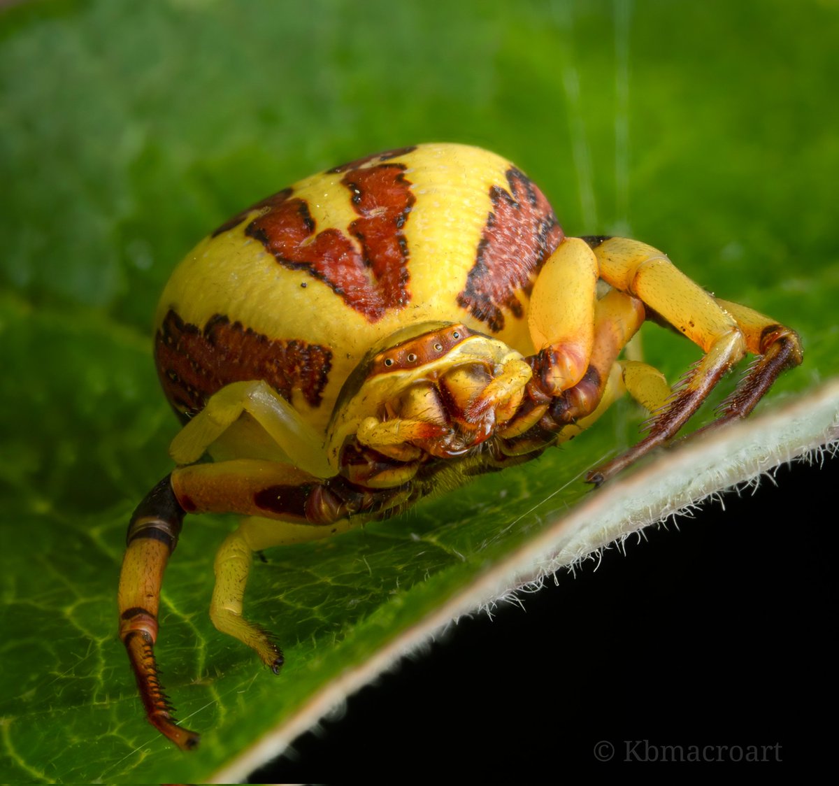A dazzling combination of colors on this large White-banded Crab Spider.