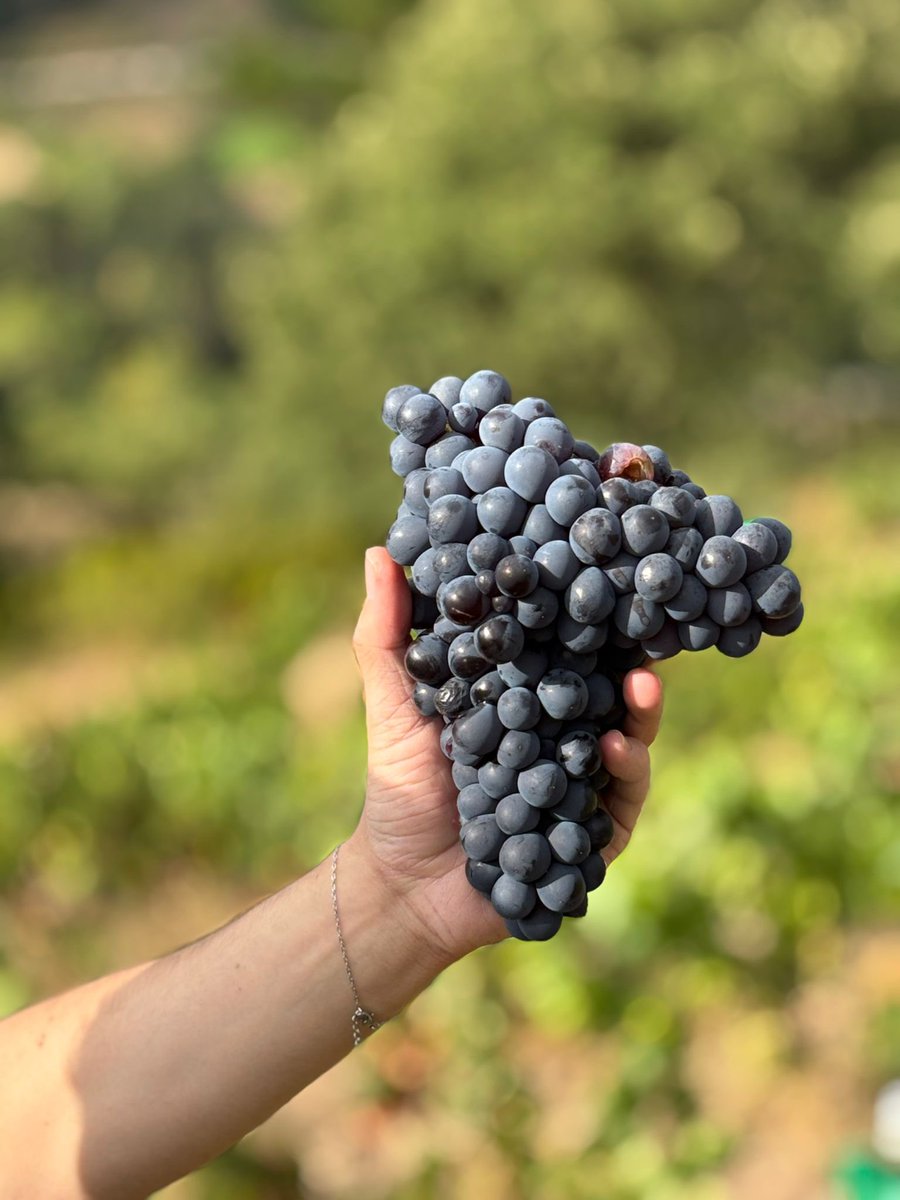 Nuestra Mencía de Liébana está ya para recoger. En los próximos días os iremos mostrando cómo va la vendimia 2025!

#vendimia #vendimia2025 #mencia #mencía #liebana #liébana