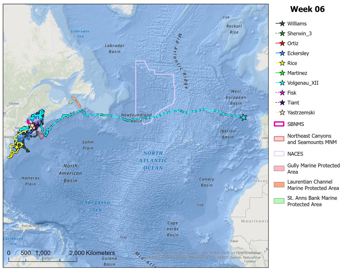NOAA Stellwagen Bank NMS tweet media