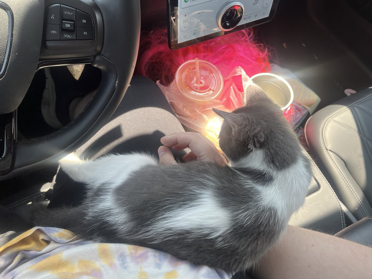 Hi <a href="/oreoeocat/">oreo 🌈 & monkey</a> I just wanted to share a public update to let you know how much bigger Fish has gotten, which is a LOT—how is Monkey doing with her arthritis treatment?