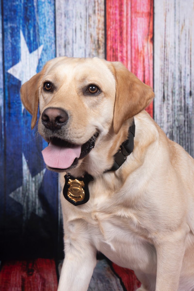 SolonPolice's tweet image. Solon PD is not soliciting funds on behalf of our 3 police dogs!! A local biz owner reported they got a phone call from us, soliciting $250.00, to support a dog for a year. We don't do that. They called us first to verify and did not pay the crook. Nice work! #fails #ScamAlert