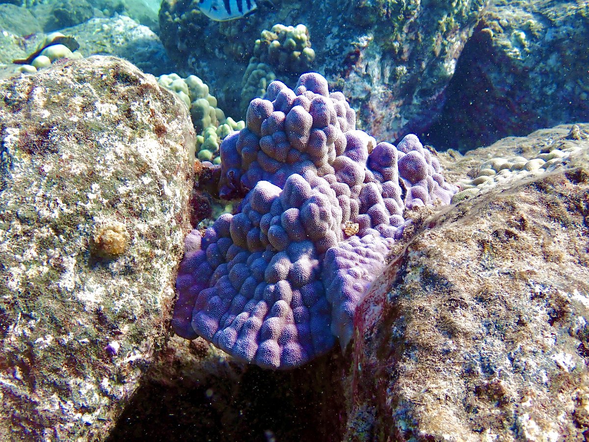 HanaumaOutreach's tweet photo. "INVERT THURSDAYS" (9.4.25)
Did you know: #LobeCoral (#pōhakupuna) grow about 1/3 in. in height a year &amp; a large colony could easily be 400 years old.
*PC: Gavin Iwai
#InvertThursdays #HawaiiSeaGrant #SOEST #HBEP #HanaumaBayEducationProgram #MLCD #marinelifeconservation https://t.co/uRRreW9vvT