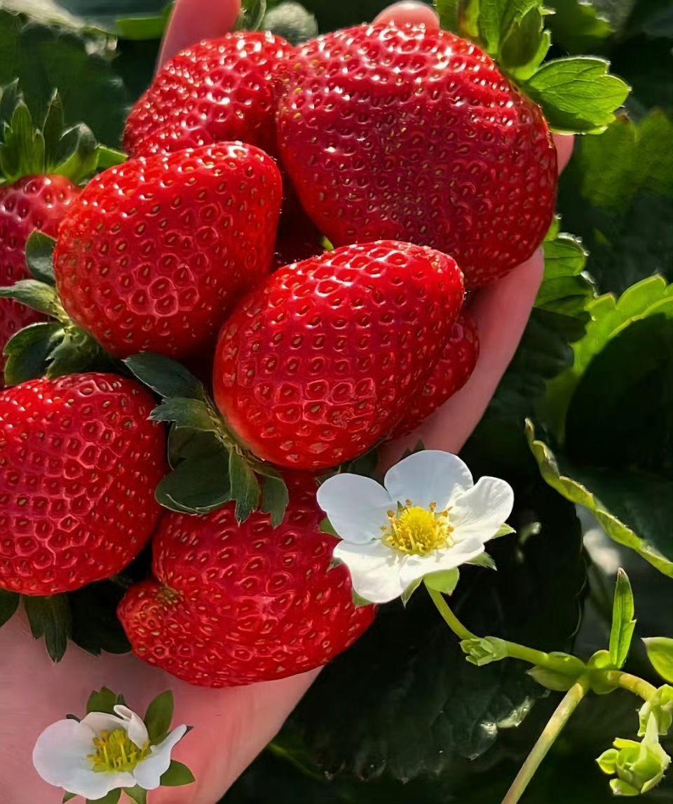 greenvibe's tweet image. 