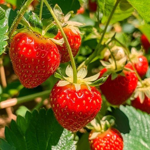 greenvibe's tweet image. 