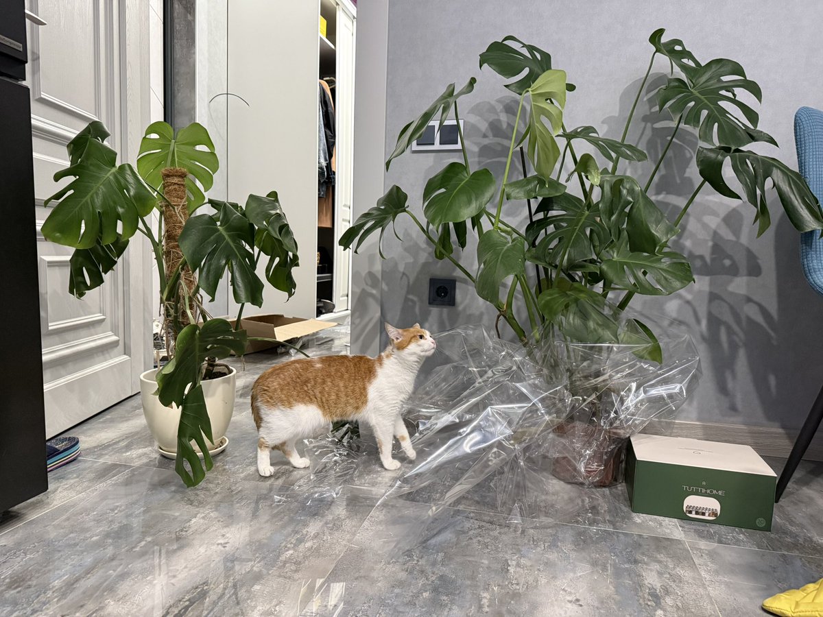 Смотрите, какую огромную монстеру я купила всего за 2500!!!! Которая справа