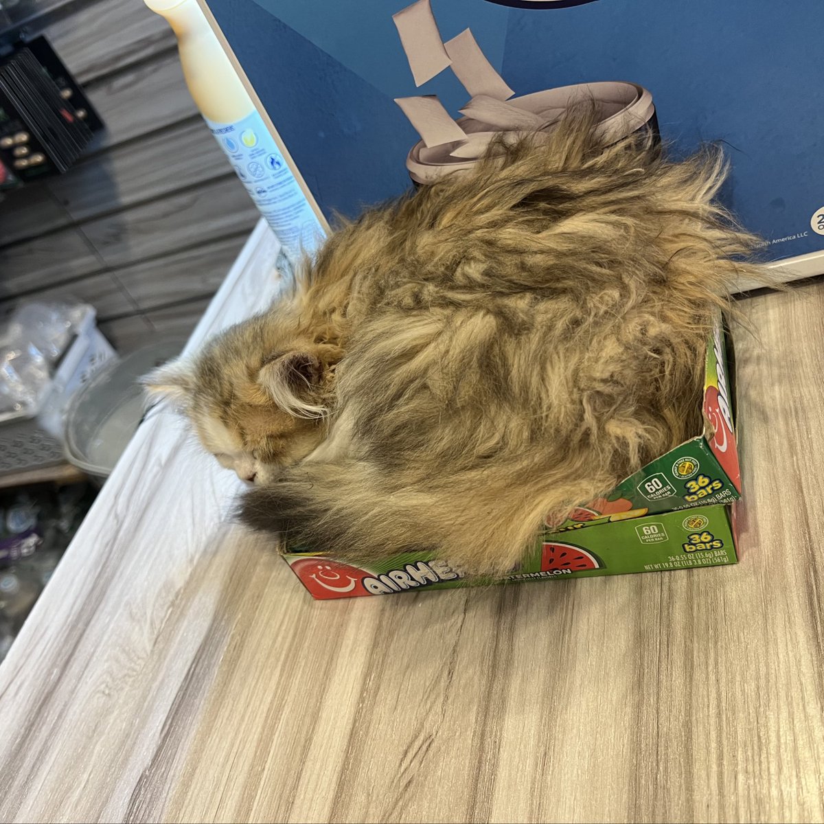 babe wake up new bodega kitten dropped