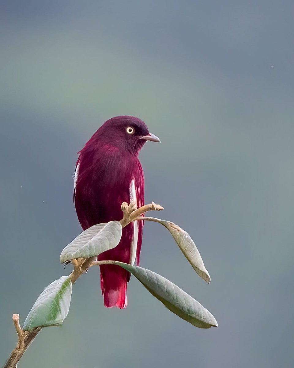 Pompadour Cotinga

📷 IG: @rafaelmaffessa ©️🇧🇷 

#birdwatching #bbcearth #brazil