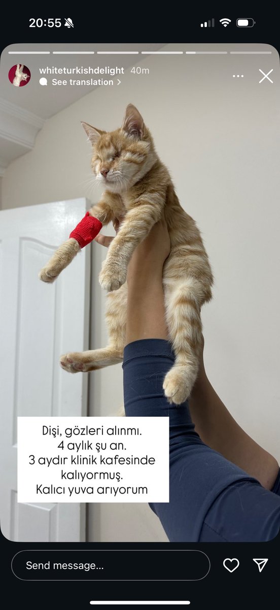 instagramda gördüm lütfen bu hesabın storylerine bakın😭😭 4 aylıkmış 3 aydır kafesteymiş LÜTFEN YUVA BULALIM🙏🏼🙏🏼🙏🏼