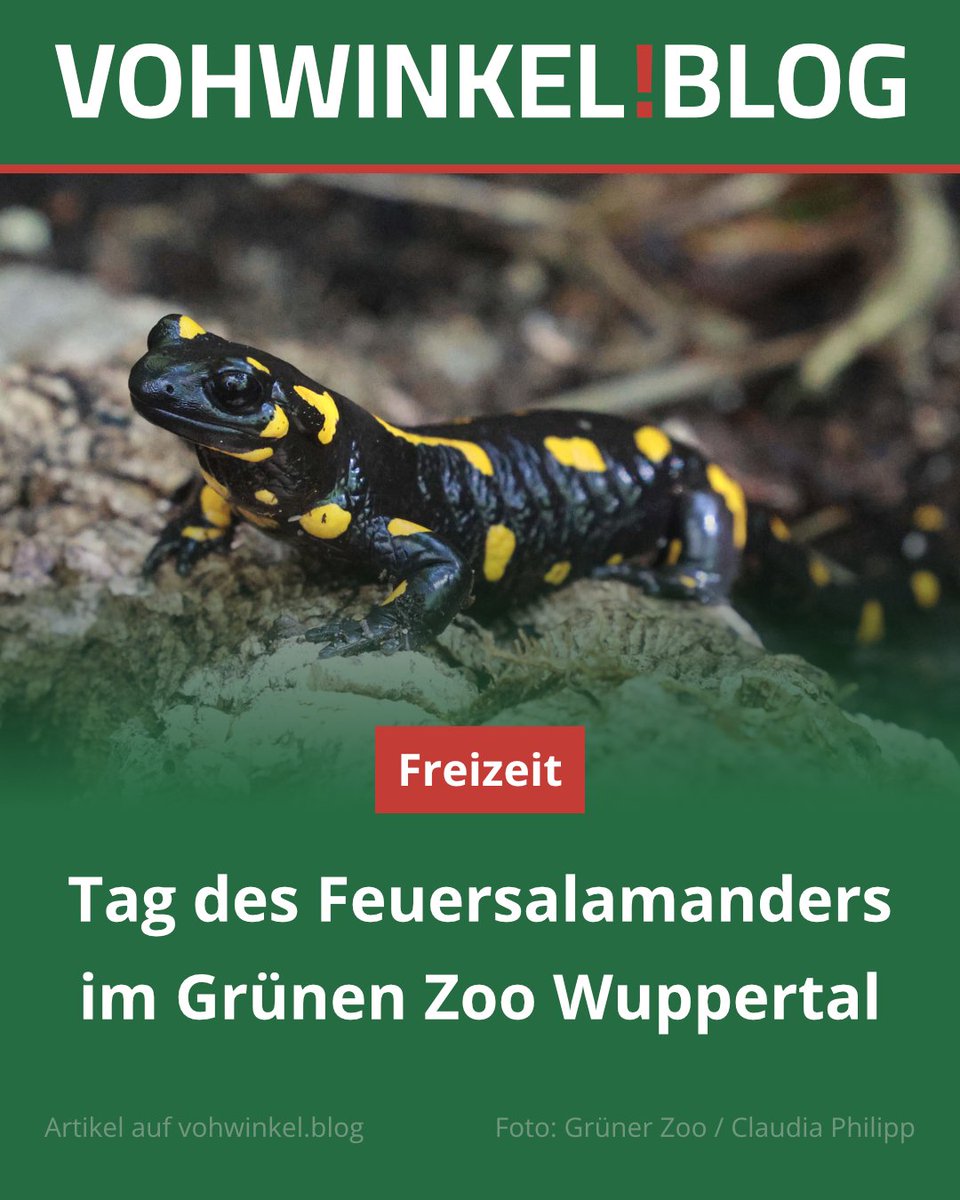 Der Grüne Zoo Wuppertal lädt am Samstag, 6. September 2025, zu einem Thementag rund um den Feuersalamander ein.

Zum Artikel geht es hier:
wupper.link/p8282

#Wuppertal #Vohwinkel #Sonnborn #Zoo #Tiere #Feuersalamander #ZooWuppertal #ZooVereinWuppertal #Thementag #GrünerZoo