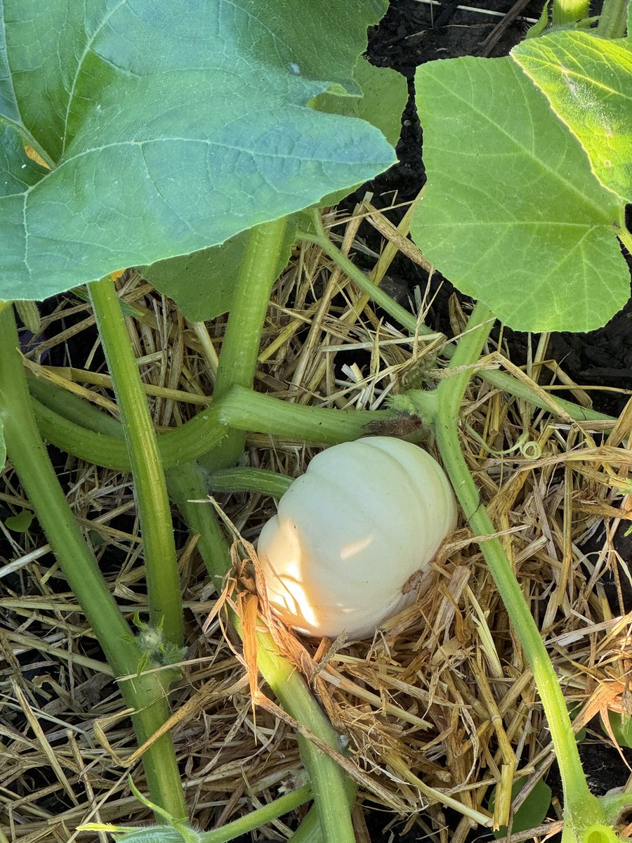 tjd19's tweet image. we&apos;re all about our pumpkin patch and squashes now September is here, the butternut squash is coming along nicely, the baby boo too and we&apos;re using rain water whilst we pick more dahlia and sweet peas to take home 🍂🎃 #plot24