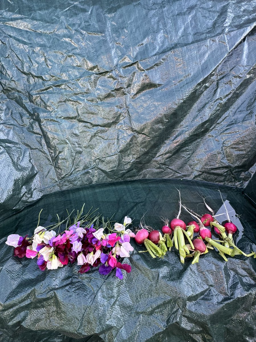 tjd19's tweet image. we&apos;re all about our pumpkin patch and squashes now September is here, the butternut squash is coming along nicely, the baby boo too and we&apos;re using rain water whilst we pick more dahlia and sweet peas to take home 🍂🎃 #plot24