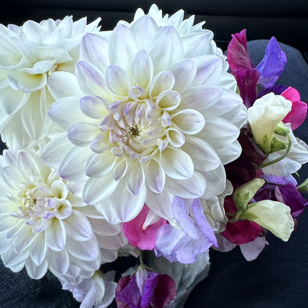 tjd19's tweet image. we&apos;re all about our pumpkin patch and squashes now September is here, the butternut squash is coming along nicely, the baby boo too and we&apos;re using rain water whilst we pick more dahlia and sweet peas to take home 🍂🎃 #plot24