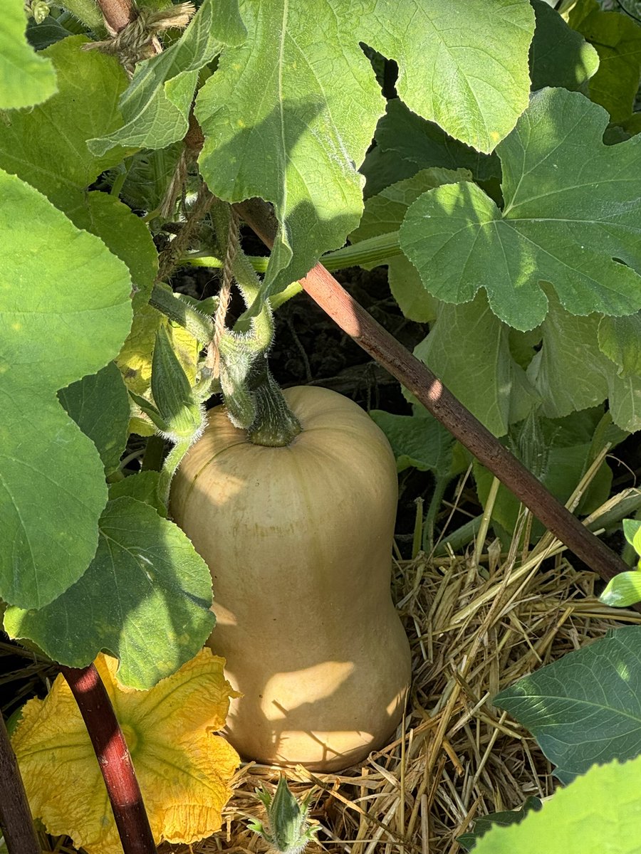 tjd19's tweet image. we&apos;re all about our pumpkin patch and squashes now September is here, the butternut squash is coming along nicely, the baby boo too and we&apos;re using rain water whilst we pick more dahlia and sweet peas to take home 🍂🎃 #plot24