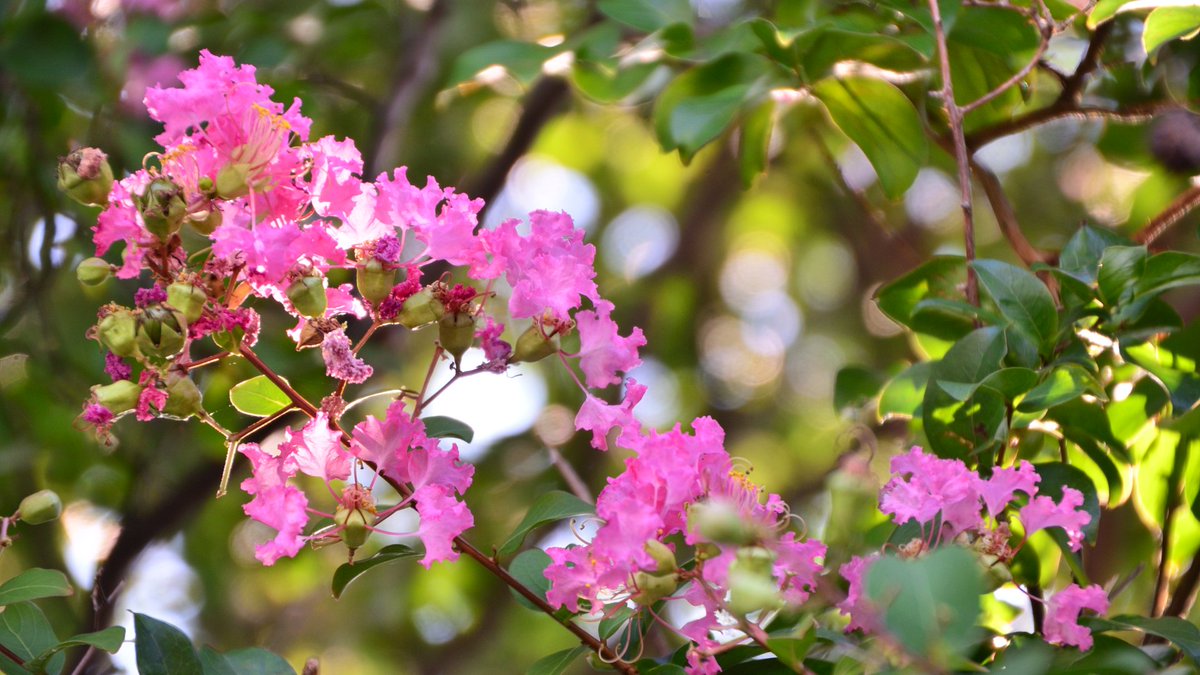 壁紙 ピンクのバラの花、緑の葉、ピンぼけ写真撮影 2560x1920 無料のデスクトップの背景, 画像 Yeele 7x8フィート  ピンクフローラルラウンド背景 緑 ピンクの花 緑の葉 キラキラ 結婚式 写真撮影の背景 ブライダルシャワ, image size:1200x675