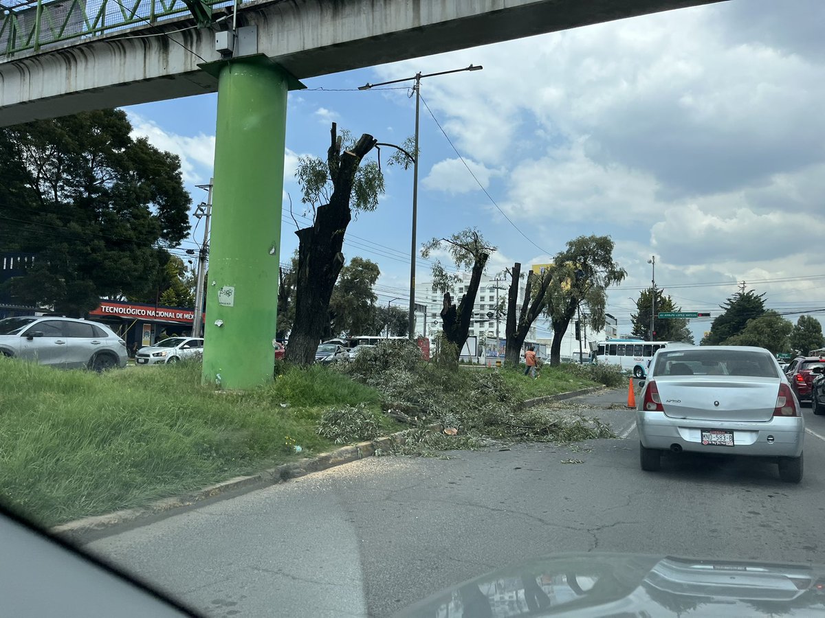 SusanaBianconi's tweet photo. Y ahora el Ayuntamiento de Metepec acabando con valiosos sauces blancos...a pedido de las respetables cámaras de tránsito!!!!! Faltaba más. https://t.co/JrXZOyKzMW